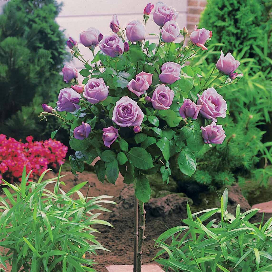 Stammrose Walztime - Rosa walztime - Gartenpflanzen