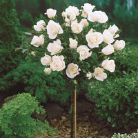 Stockrose Korbin - Rosa korbin - Gartenpflanzen