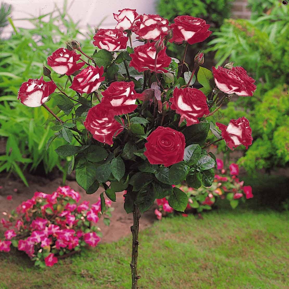 Stammrose Osiria - Rosa Osiria - Bakker