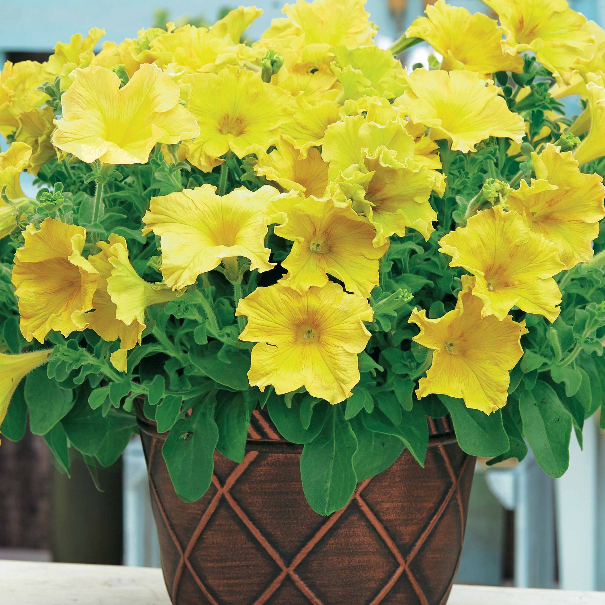 Gelbe Riesenpetunien (x3) - Petunia happy giant yellow - Terrasse balkon