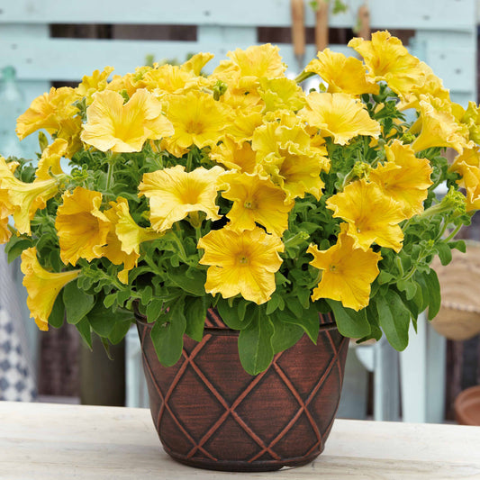 Gelbe Riesenpetunien - Petunia happy giant yellow - Terrasse balkon