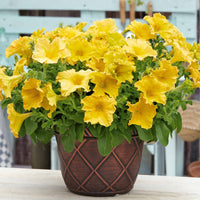 Gelbe Riesenpetunien (x3) - Petunia happy giant yellow - Beetpflanzen