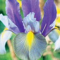 Holländische Schwertlilie (x20) - Iris hollandica mystic beauty - Blumenzwiebeln