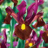 Holländische Schwertlilie (x20) - Iris hollandica red ember - Blumenzwiebeln Frühlingsblüher