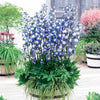 Rittersporn Highlander® Bolero - Delphinium highlander® bolero - Gartenpflanzen