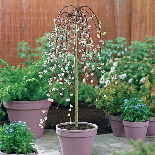 Salweide Kilmarnock auf Stamm - Bakker