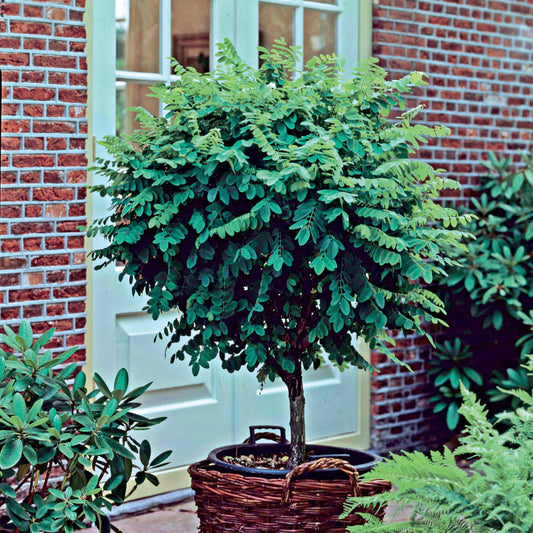 Kugelakazie auf Stamm - Robinia pseudoacacia umbraculifera - Terrasse balkon
