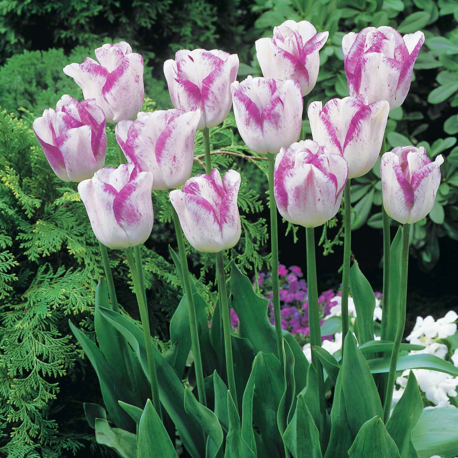 Tulpen Romantik Mischung: 'Angelique' + 'Shirley' (x20) - Tulipa angélique , double shirley - Blumenzwiebeln Frühlingsblüher