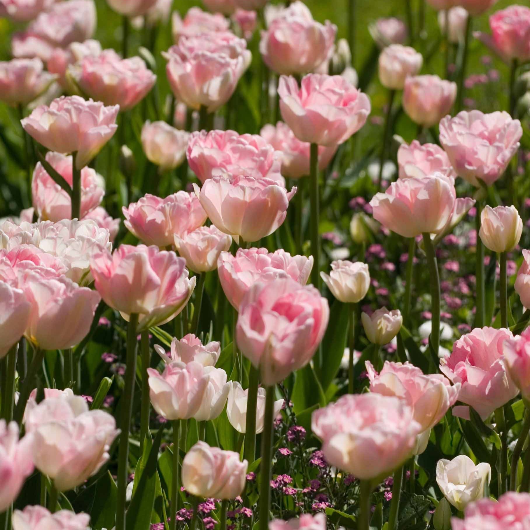 Tulpen Romantik Mischung: 'Angelique' + 'Shirley' (x20) - Tulipa angélique , double shirley - Tulpen