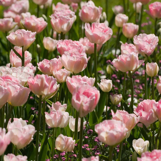 Tulpen Romantik Mischung: 'Angelique' + 'Shirley' (x20) - Bakker