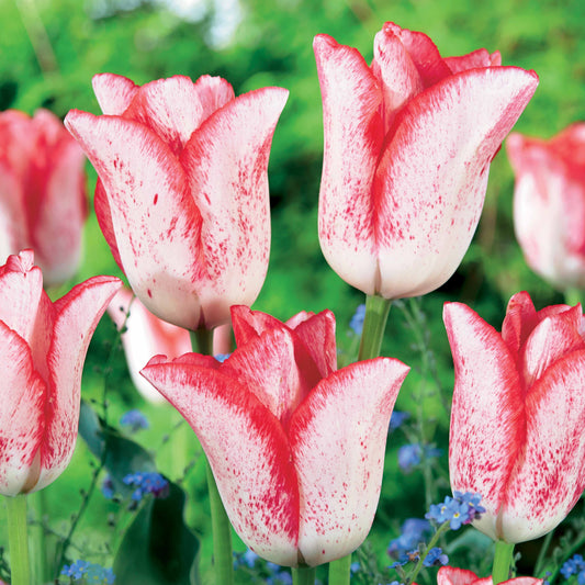 Tulpe 'Beauty Trend' (x10) - Tulipa beauty trend - Blumenzwiebeln