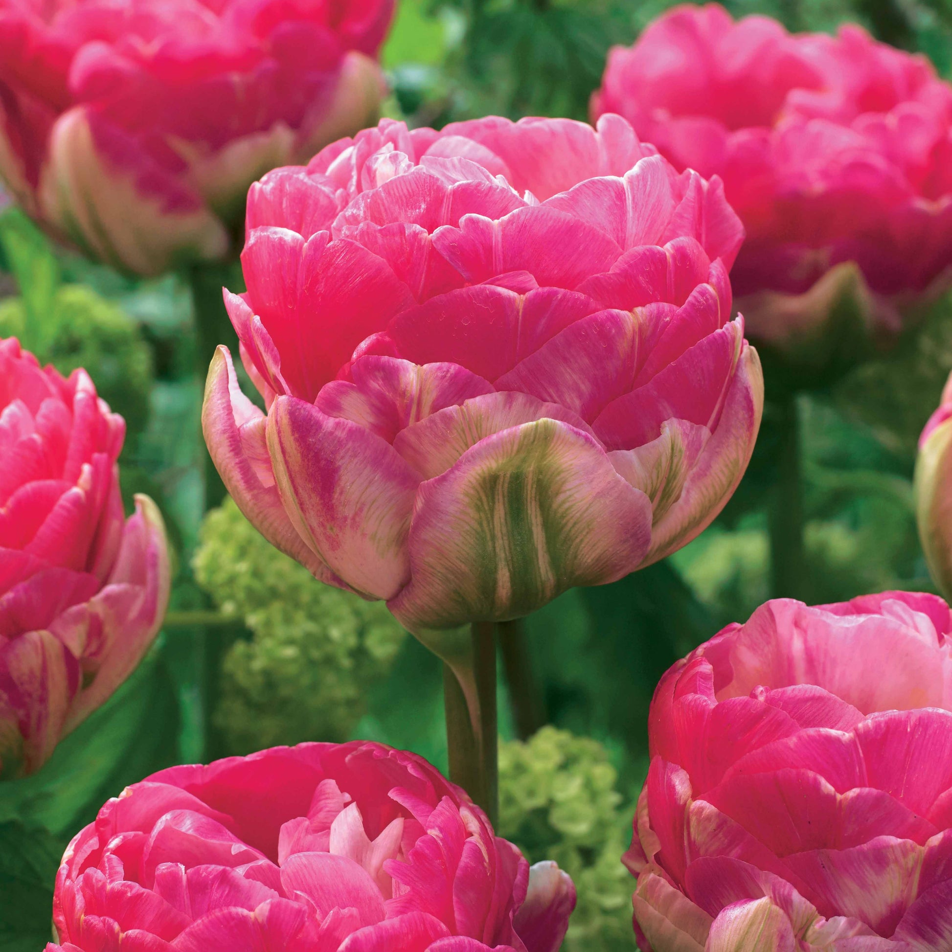 Pfingstrosen Tulpe rosa (x10) - Tulipa pink size - Blumenzwiebeln
