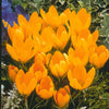 Krokusse Gelbe Riesen (x15) - Crocus vernus yellow mammoth - Blumenzwiebeln