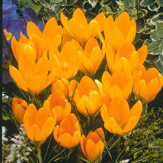 Krokusse Gelbe Riesen (x15) - Bakker