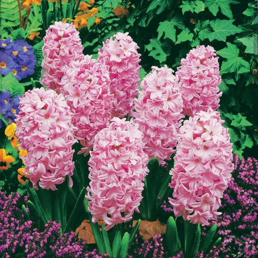 Rosa Hyazinthen (x3) - Bakker
