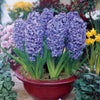 Blaue Hyazinthen (x3) - Hyacinthus orientalis - Blumenzwiebeln