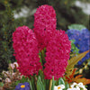 Rote Hyazinthen (x3) - Hyacinthus orientalis - Blumenzwiebeln