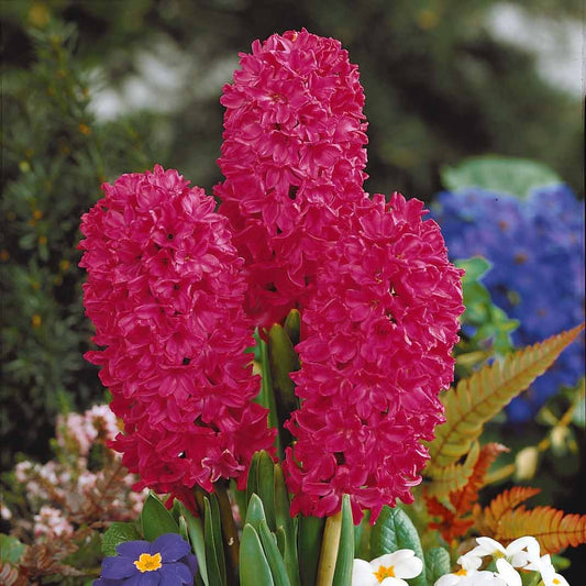 Rote Hyazinthen (x3) - Bakker