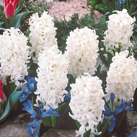 Weiße Hyazinthen - Hyacinthus orientalis - Blumenzwiebeln