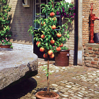 Minipfirsich Suncrest - Prunus persica suncrest - Obst