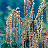 Garrya - Garrya elliptica - Terrasse balkon