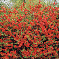 Zierquitte Texas Red - Chaenomeles speciosa texas red - Gartenpflanzen