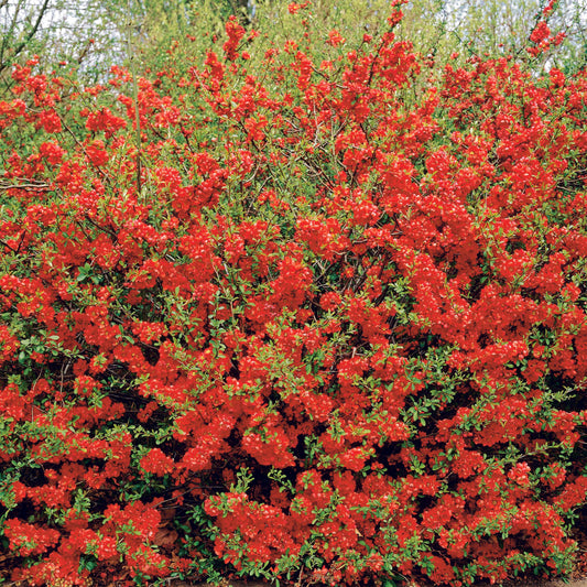 Zierquitte Texas Red - Chaenomeles speciosa texas red - Gartenpflanzen