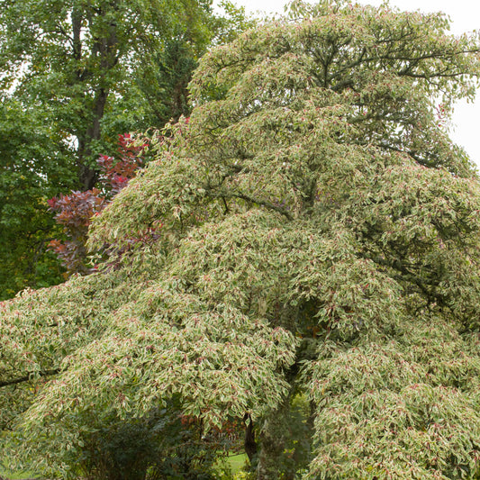 Hoher Weißbunter Pagodenhartriegel - Cornus controversa variegata