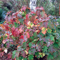 Eichenblättrige Hortensie - Hydrangea quercifolia
