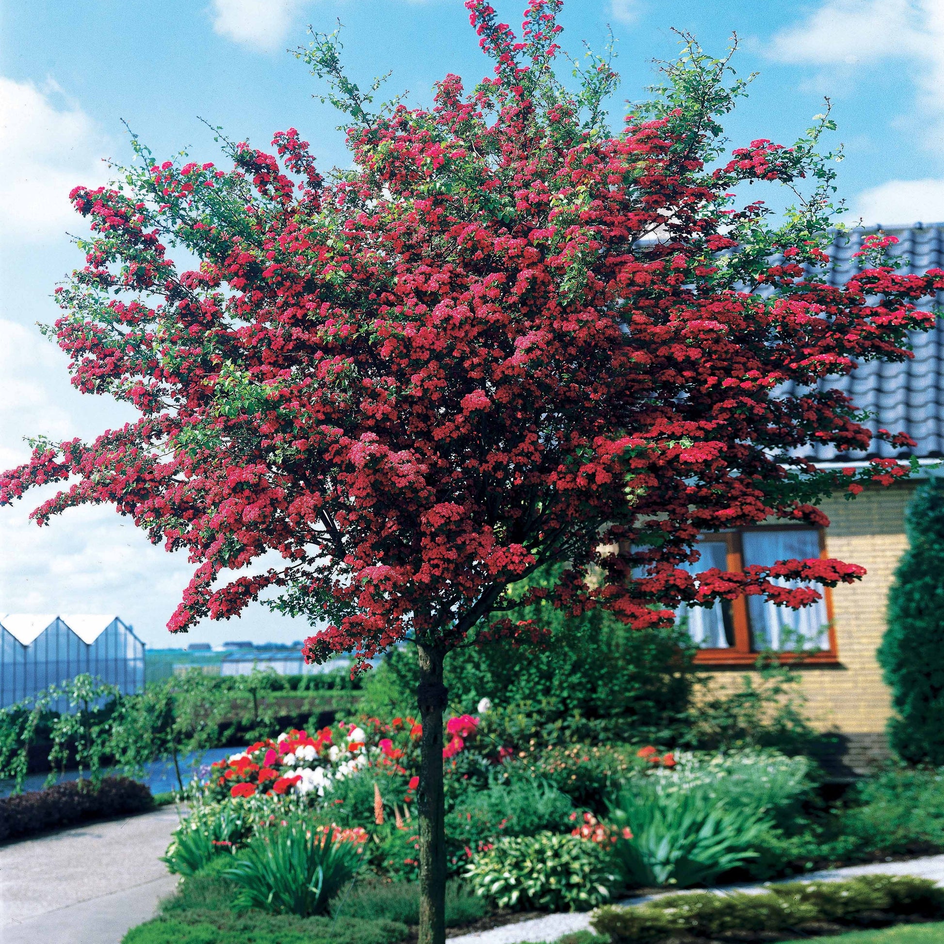 Weissdorn - Crataegus laevigata paul's scarlet - Terrasse balkon