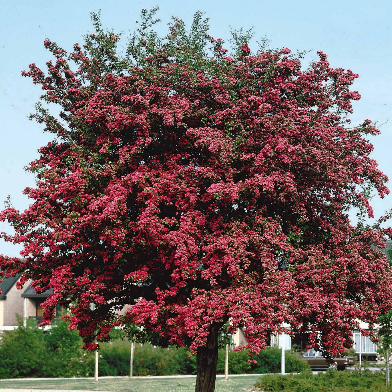 Weissdorn - Crataegus laevigata paul's scarlet