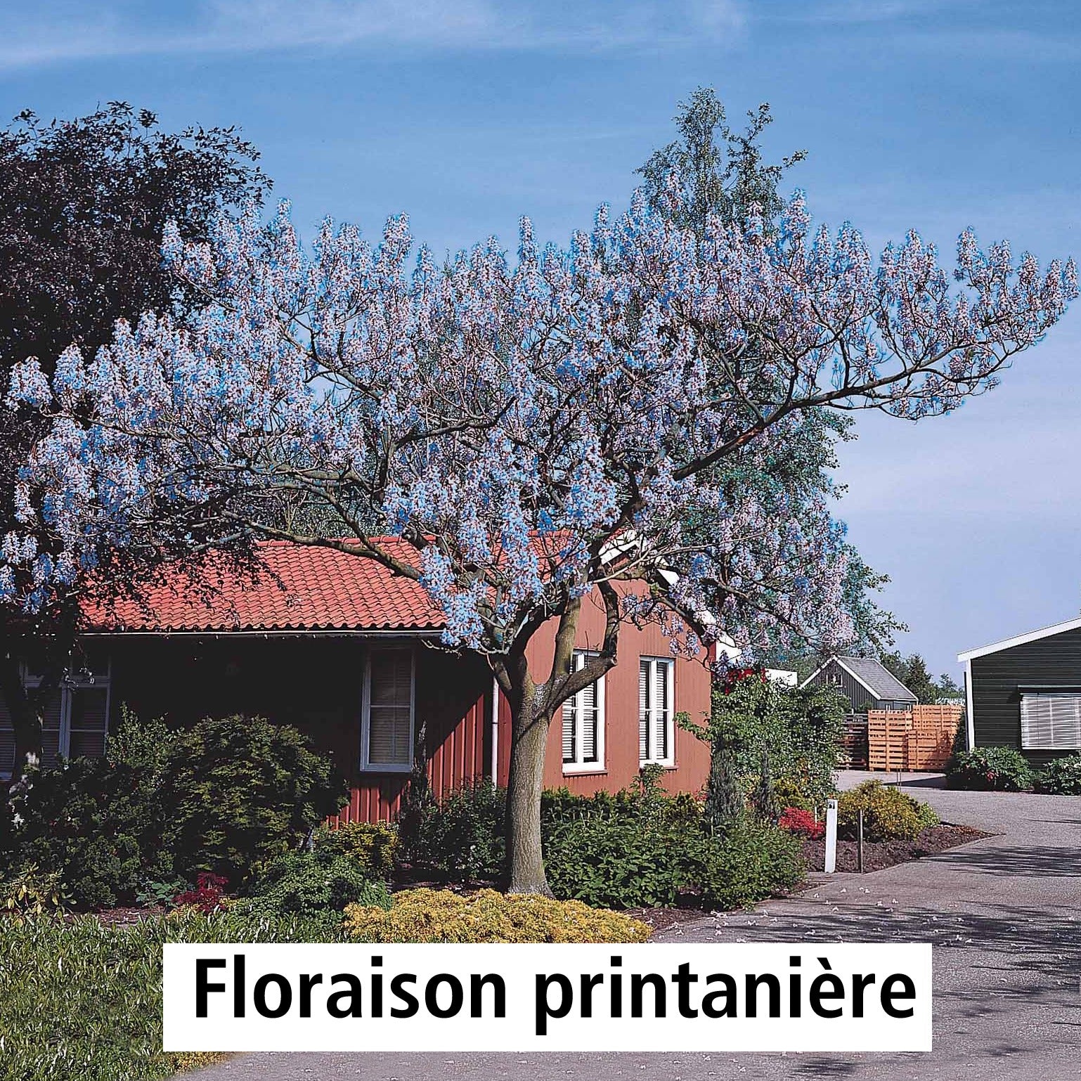 Blauglockenbaum - Paulownia tomentosa - Bäume
