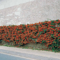 Feuerdorn Pyracantha rot (x3) - Pyracantha saphyr rouge - Gartenpflanzen