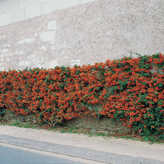 Feuerdorn Pyracantha rot (x3) - Bakker