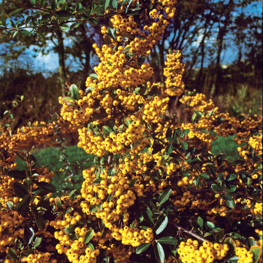 Gelber Feuerdorn (x3) - Pyracantha saphyr jaune - Gartenpflanzen