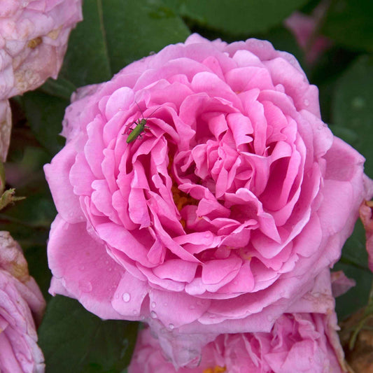Strauchrose Comte de Chambord - Bakker