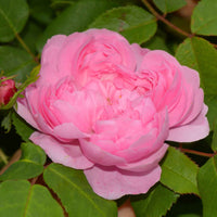 Strauchrose Comte de Chambord - Rosa comte de chambord - Gartenpflanzen