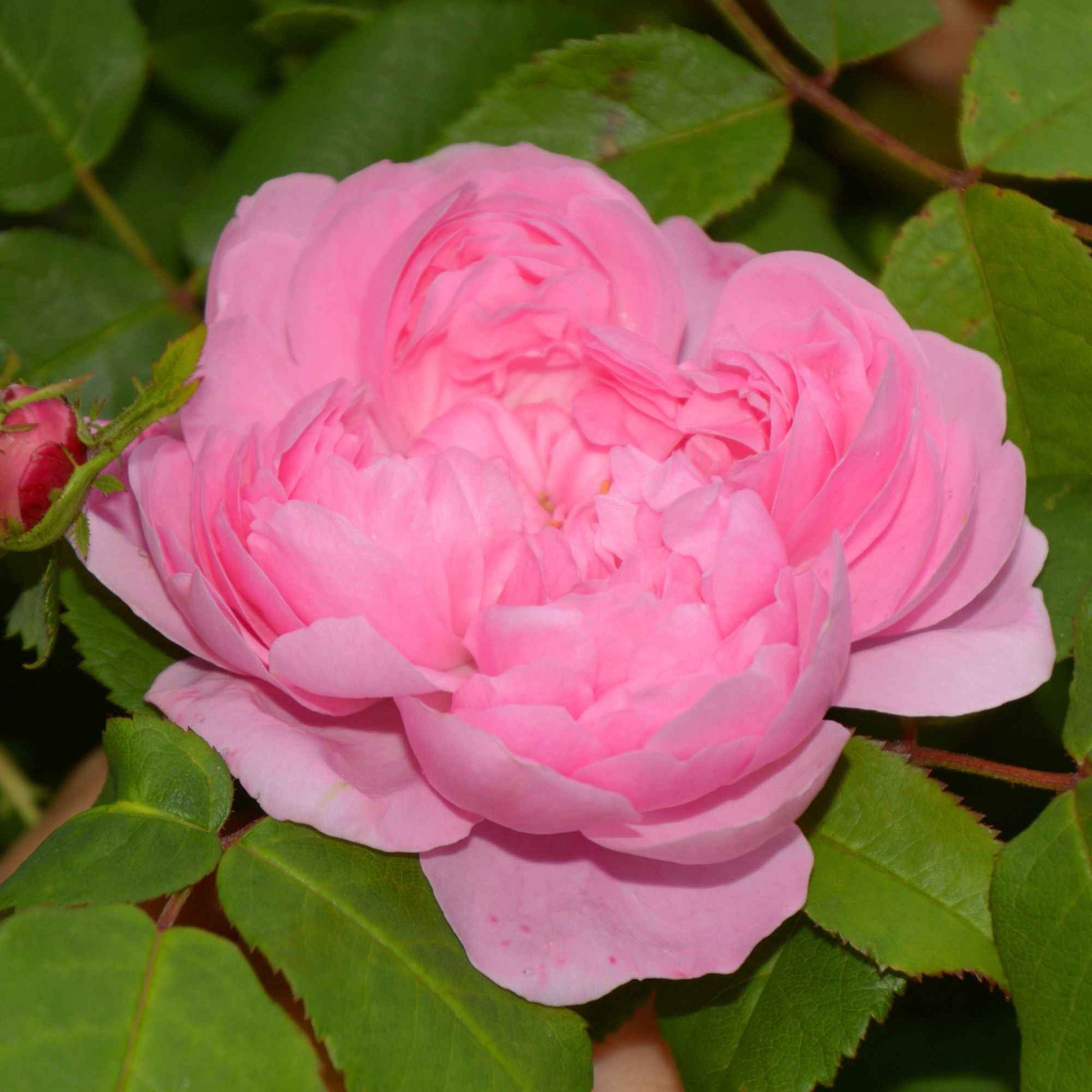Strauchrose Comte de Chambord - Rosa comte de chambord - Gartenpflanzen