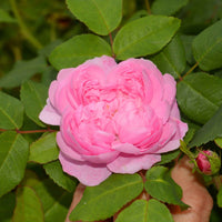 Strauchrose Comte de Chambord - Rosa comte de chambord - Pflanzensorten