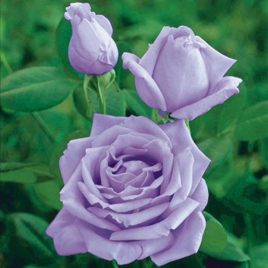 Strauchrose Walztime - Rosa walztime - Pflanzensorten