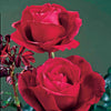 Strauchrose Mr. Lincoln - Rosa mr lincoln - Pflanzensorten