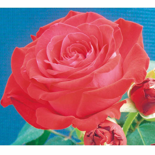 Rose Dominica ® Intercomdoor - Bakker