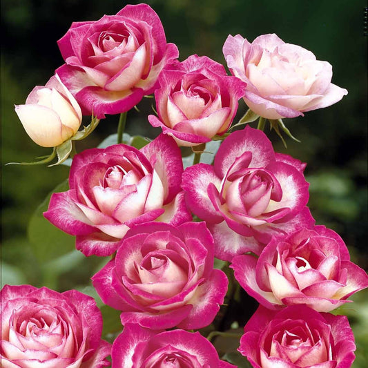 Beetrose La Minuette (x3) - Rosa polyantha la minuette - Pflanzensorten