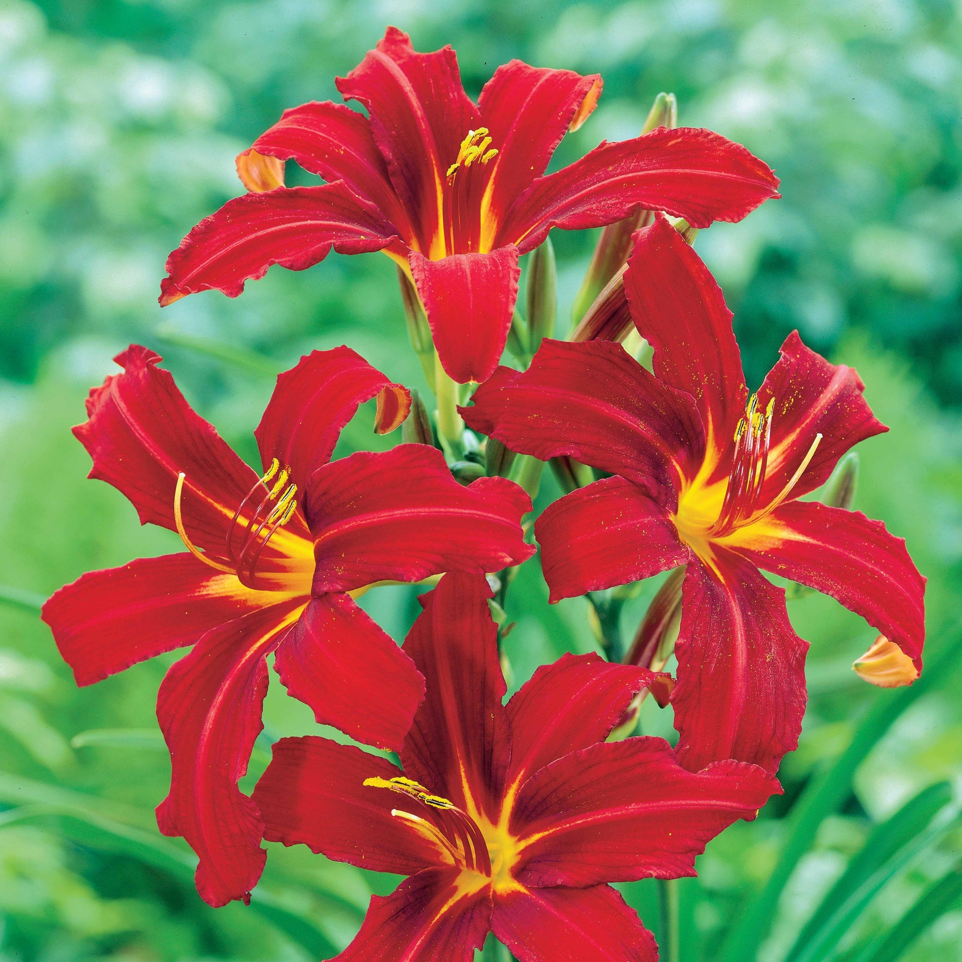 Taglie (x3) - Hemerocallis crimson pirate - Gartenpflanzen