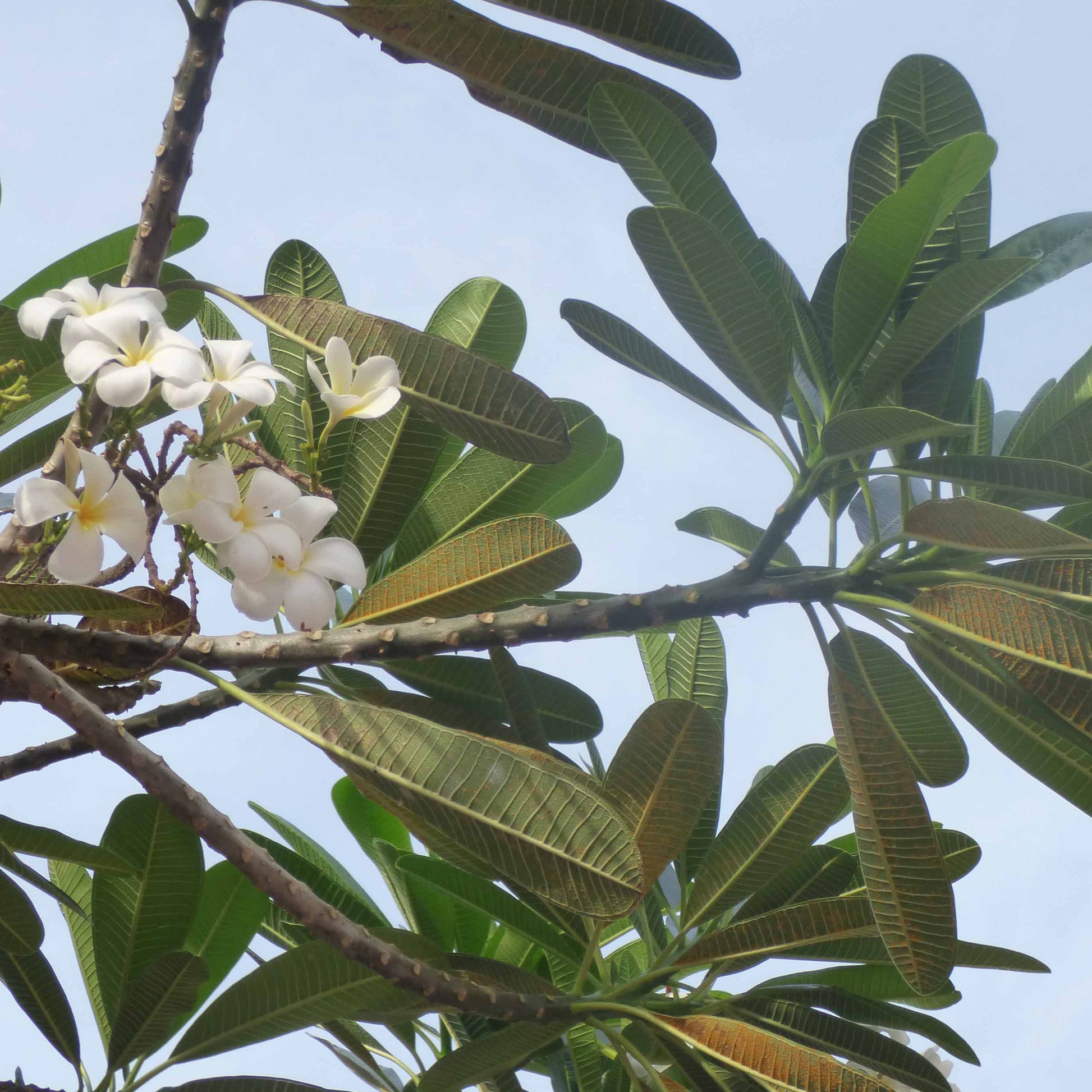 Frangipani - Plumeria alba - Tempelbaum - Frangipani