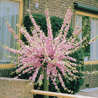 Mandelbäumchen - Prunus triloba - Gartenpflanzen