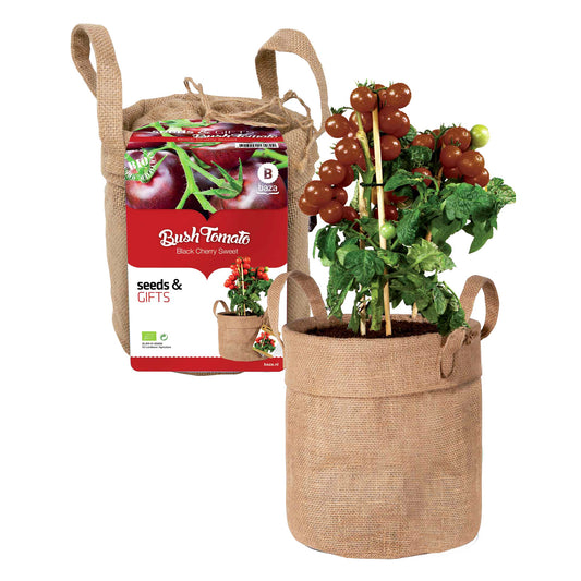 Black Cherry-Tomaten-Set mit Dekobeutel und Blumenerde - Bakker