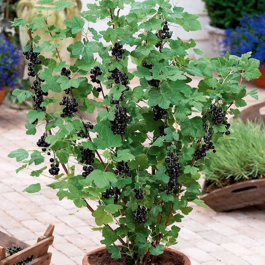Schwarze Johannisbeere Neva ® Chereshnevas (x2) - Ribes nigrum neva ® chereshnevas
