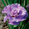 Sibirische Schwertlilie Pink Parfait (x2) - Iris sibirica pink parfait - Teich