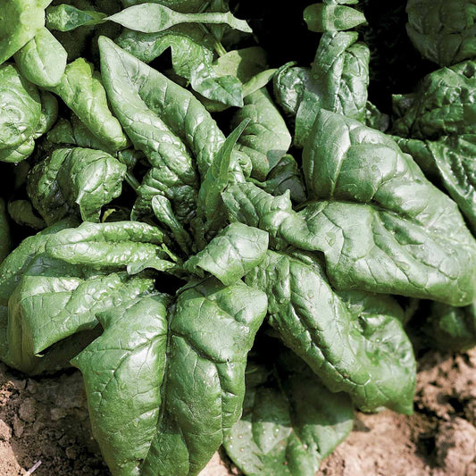 Spinat Lagos HF1 - Spinacia oleracea  lagos hf1 (obt. clause) (30 g) - Gemüsegarten